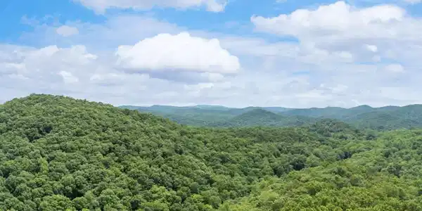 57.64 AC Mountain Ash Road, Ellijay GA 30536