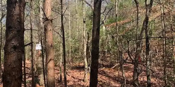East New Hope Road # C, Ellijay GA 30536