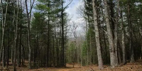 East New Hope Road, Ellijay GA 30536