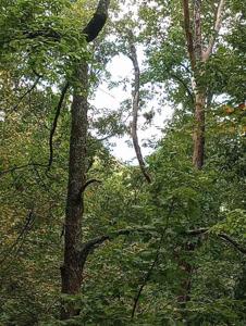 Lot 40, Sky Valley GA 30537 Ridgepole
