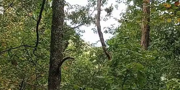 Lot 40, Sky Valley GA 30537 Ridgepole