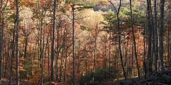 LOTS 29A/B Paradise Lane, Ellijay GA 30540