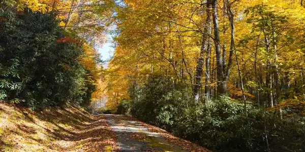 Lot 55,57 Bald Mountain # 57, Dillard GA 30537