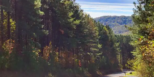 Lot 6 Black Bear Ridge Road # 6, Ellijay GA 30536