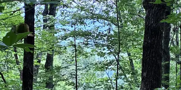 829 Morton Drive, Ellijay GA 30540