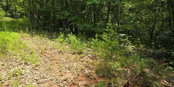 Lot 14 & 6 Bean creek, Sautee Nacoochee GA 30571