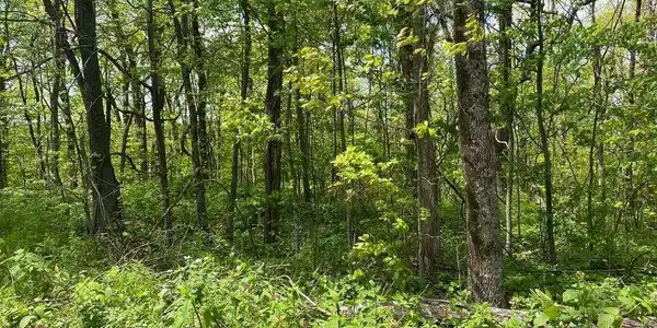 Burnt Mountain Cove Road # 7C, Jasper GA 30143