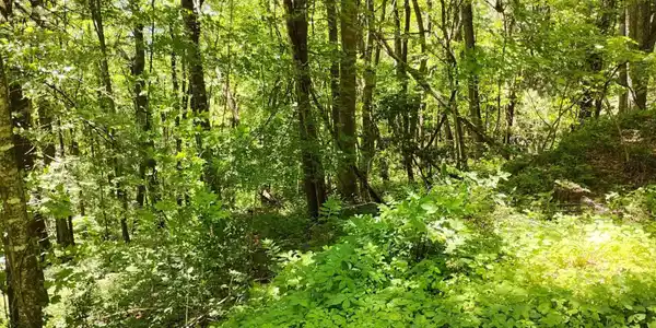 Lot 92, Sky Valley GA 30537 LaBelle Circle