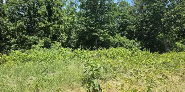 Lot 2 Cowart Mountain Tract 2 Road, Jasper GA 30143