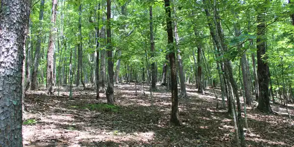 Lot 4568 Denny Ridge Road # 4568, Jasper GA 30143