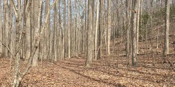 13.75 AC Caesar Gap Road, Hiawassee GA 30546