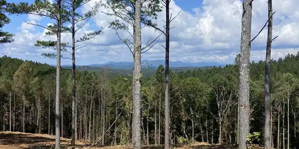 Lot 63 Lacey Springs Lane, Ellijay GA 30540