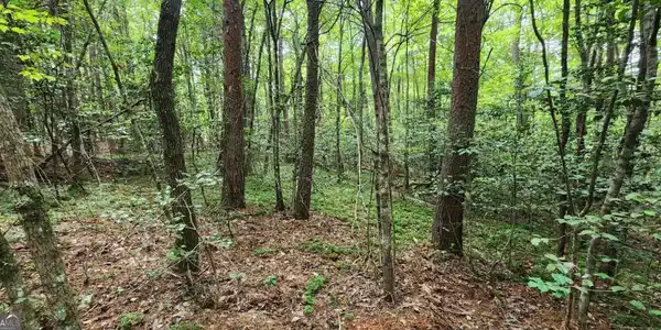 Lot 44 Old Mill Pond Road, Mineral Bluff GA 30559