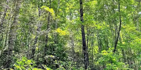 Blue Ridge Gap Road, Rabun Gap GA 30568