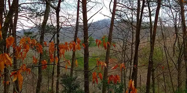 20 AC Hidaway Drive, Ellijay GA 30536