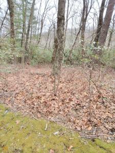 Lot 11, Dillard GA 30537 Lot 10 & 11 Honey Bear