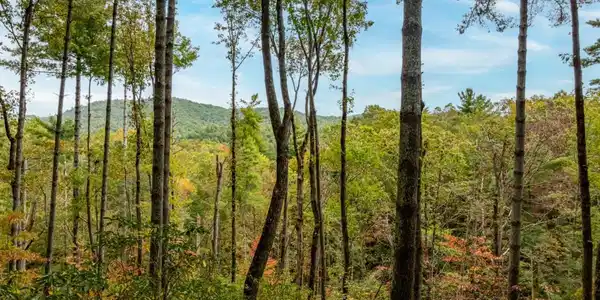 Lot 1 Chief Whitetails Road, Ellijay GA 30540