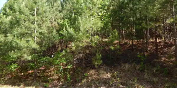 #361 The Cove at Thirteen Hundred, Young Harris GA 30582