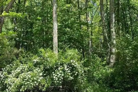 Lot 12 Sunrise Valley Road, Blue Ridge GA 30513