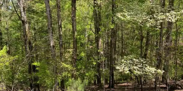 254 Myna Drive, Ellijay GA 30540