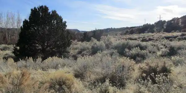 Image 2: View of nature
