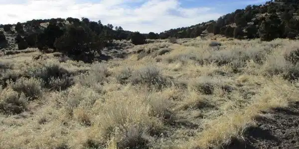 Image 3: View of undeveloped land