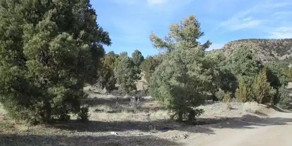 Image 4: View of nature