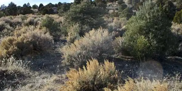 Image 2: View of local wilderness