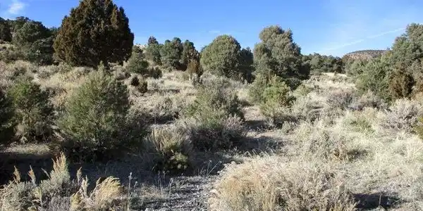 Image 4: View of nature