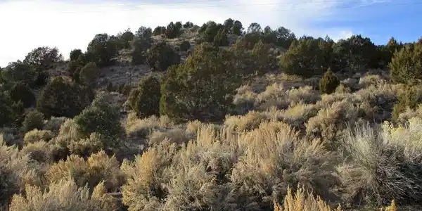 Image 3: View of undeveloped land