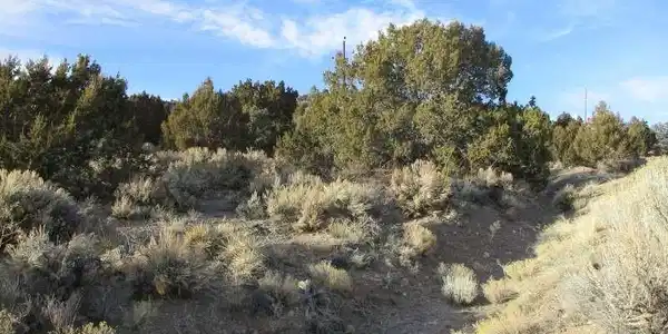 Image 4: View of undeveloped land