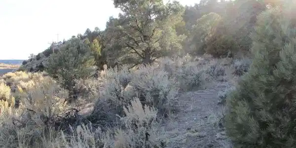 Image 4: View of undeveloped land