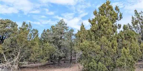 Image 3: Mature trees dot the natural landscape under a blu