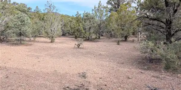 Image 3: Mature trees surround a natural clearing on this p