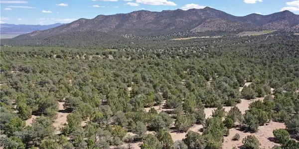 Image 4: Rolling hillsides covered in native trees rise tow
