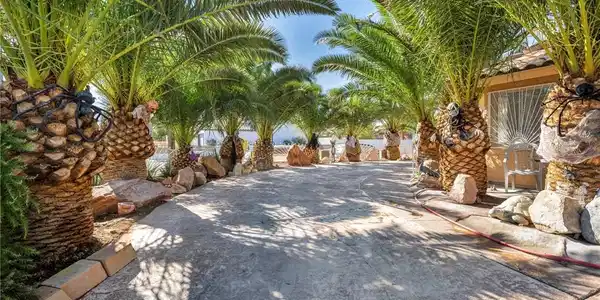 Image 4: Mature palm trees line a paved concrete driveway l