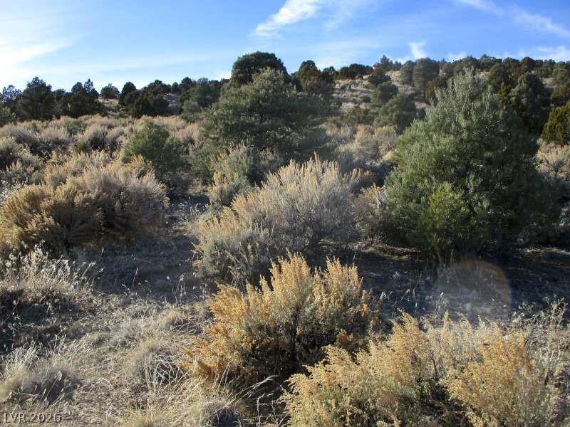 Image 2: View of local wilderness
