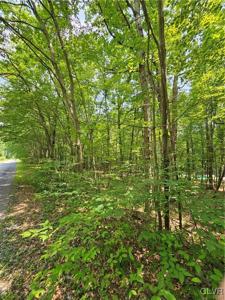Dowbush Road