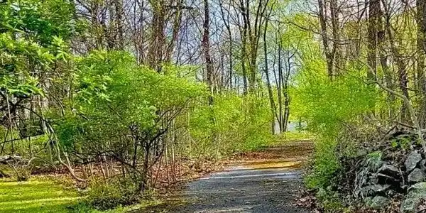 Image 2: A secluded drive winds through vibrant woodlands,