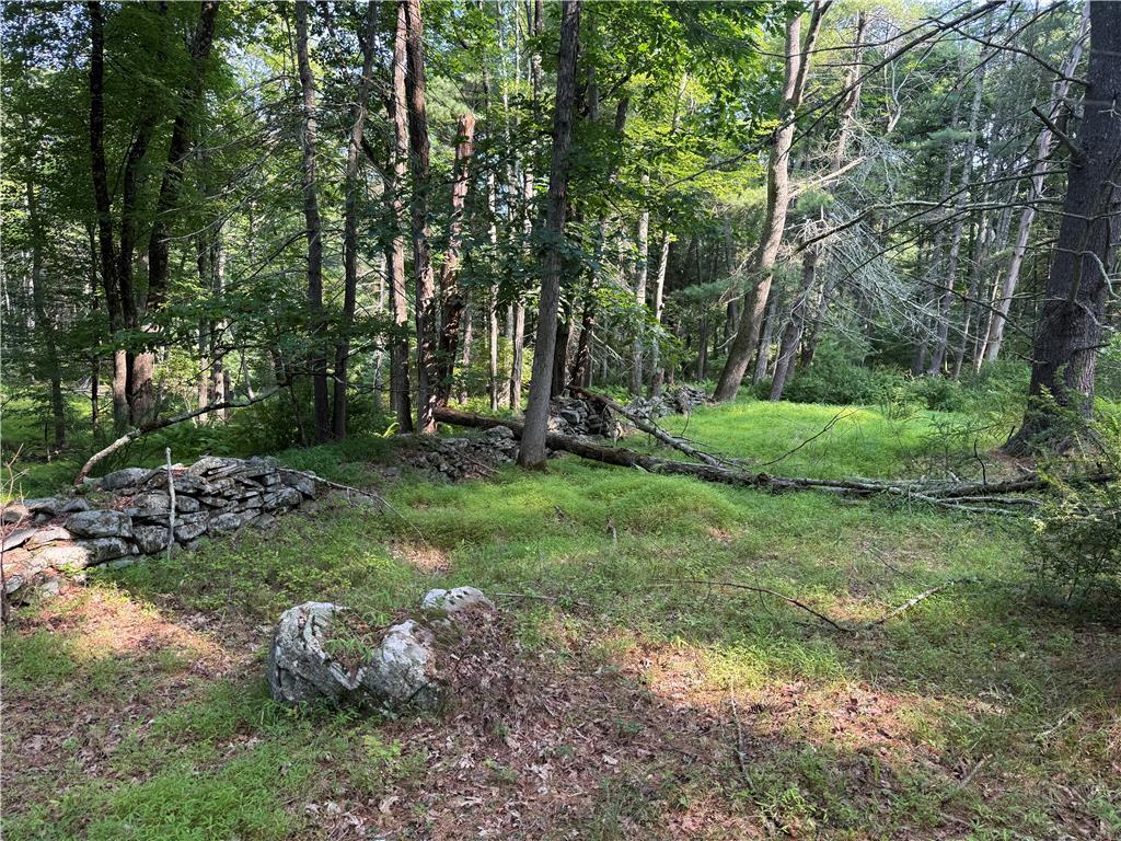 Image 3: A verdant clearing with a rustic stone wall meande