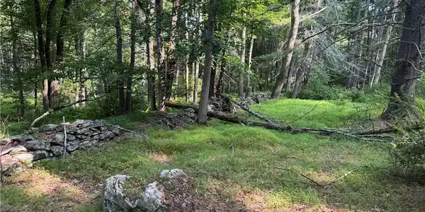 Image 3: A verdant clearing with a rustic stone wall meande