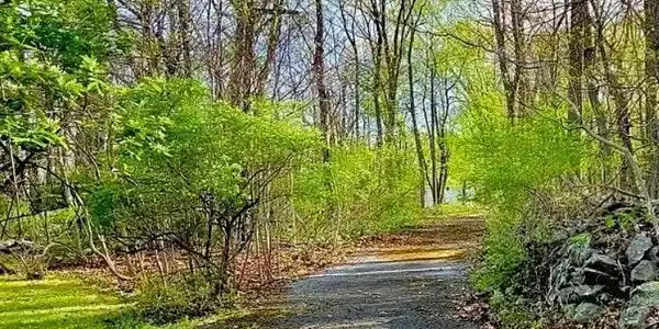 Image 2: A secluded drive winds through vibrant woodlands,