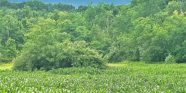 Image 2: An abundant green field stretches towards a dense,