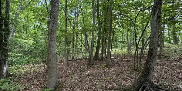 Image 3: A tranquil wooded lot offers a peaceful retreat am