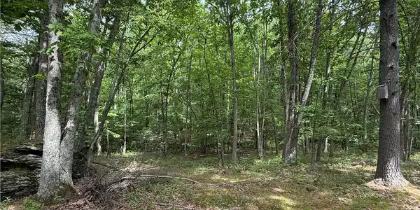 Image 4: Discover a tranquil, private wooded haven perfect