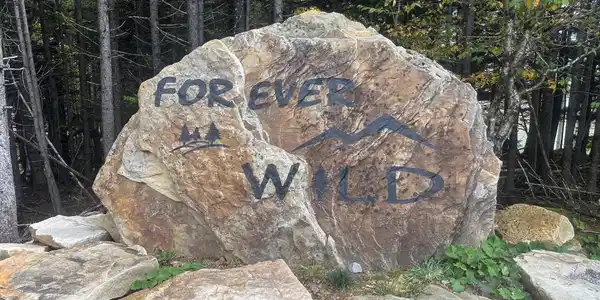 Image 2: Forever Wild 2