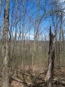 7.28 Acres G.W. Lane