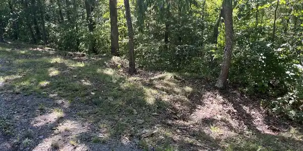 Image 4: lot 20