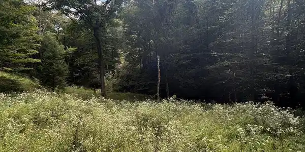 Image 3: image 806866