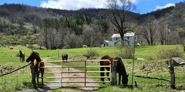 2ac Big Spring Elk